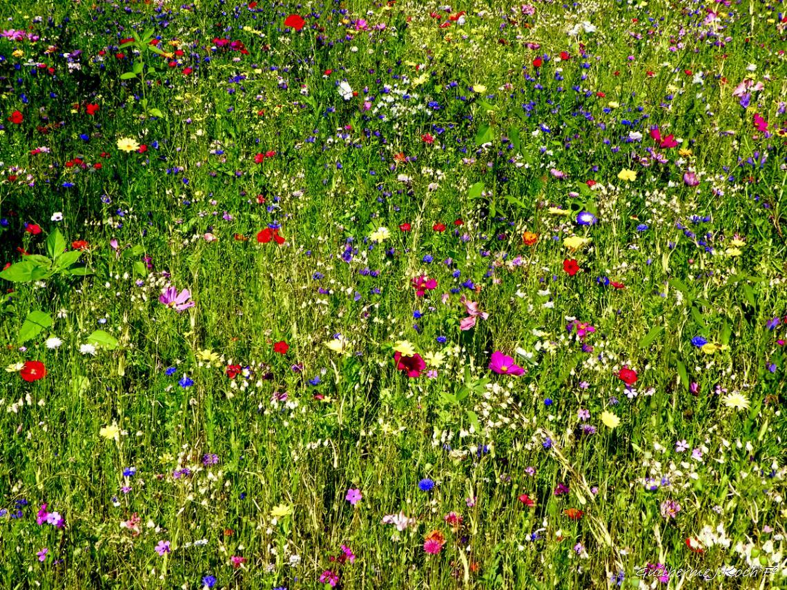tags: flores,natureza

Parque do Castelo Faber-Castell, N&uuml;rnberg, Alemanha