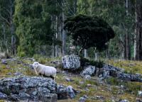 tags: ovelha,natureza,serra gaúcha,verde,brasil

Cambará do Sul - RS, Brasil
