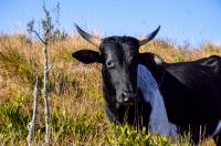 tags: serra gaúcha,inverno,animais,vaca,brasil,campo,natureza

Cambará do Sul - RS, Brasil