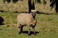 tags: animais,ovelha,natureza,brasil

Cambará do Sul - RS, Brasil