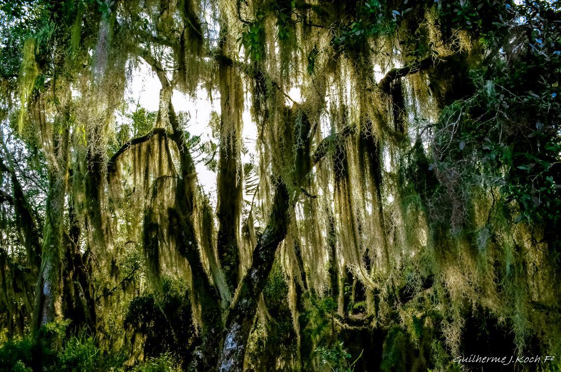 tags: mata,serra ga&uacute;cha,barba de pau,verde,brasil


Cambar&aacute; do Sul - RS, Brasil