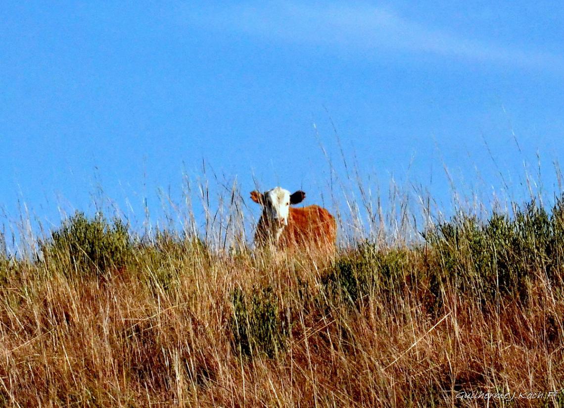 tags: serra ga&uacute;cha,animais,vaca,brasil,campo,natureza

Cambar&aacute; do Sul - RS, Brasil