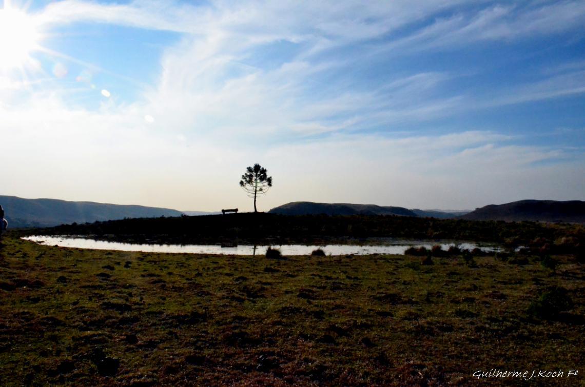 tags: natureza,serra ga&uacute;cha,brasil,pinheiro,araucaria

Cambar&aacute; do Sul - RS, Brasil