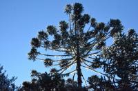 tags: araucaria,frio,verde,inverno,geada,brasil,serra gaúcha,natureza

Cambará do Sul - RS, Brasil
