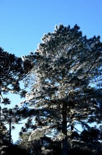 tags: araucaria,geada,serra gaúcha,inverno,natureza,brasil


Cambará do Sul - RS, Brasil