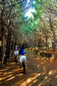 tags: natureza,brasil,floresta,pinus,cavalo

Cambará do Sul - RS, Brasil