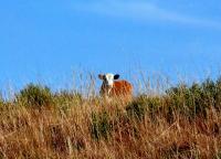 tags: serra gaúcha,animais,vaca,brasil,campo,natureza

Cambará do Sul - RS, Brasil