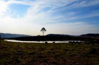 tags: natureza,serra gaúcha,brasil,pinheiro,araucaria

Cambará do Sul - RS, Brasil