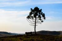 tags: natureza,serra gaúcha,pinheiro,araucaria,brasil

Cambará do Sul - RS, Brasil