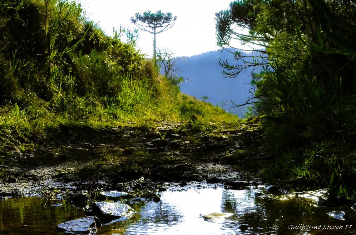 tags: natureza,araucaria,serra gaúcha,mata,verde,brasil

Cambará do Sul - RS, Brasil