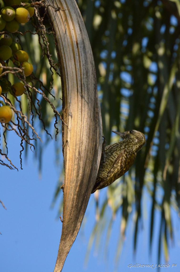 tags: passaro,coqueiro,pica-pau,natureza,brasil

Jaguar&atilde;o, RS, Brasil 