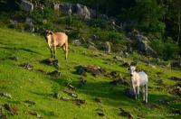 tags: natureza,gado,campo,verde,brasil

