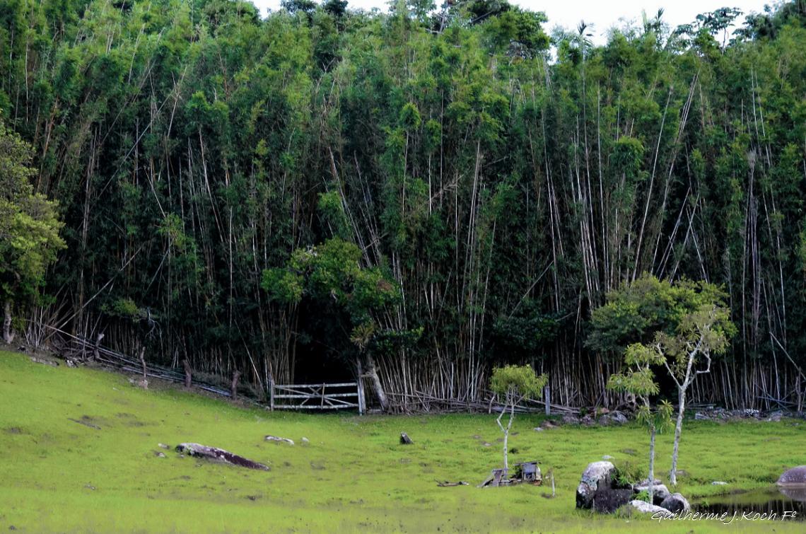 tags: natureza,verde,bambual,porteira,cerca,brasil

