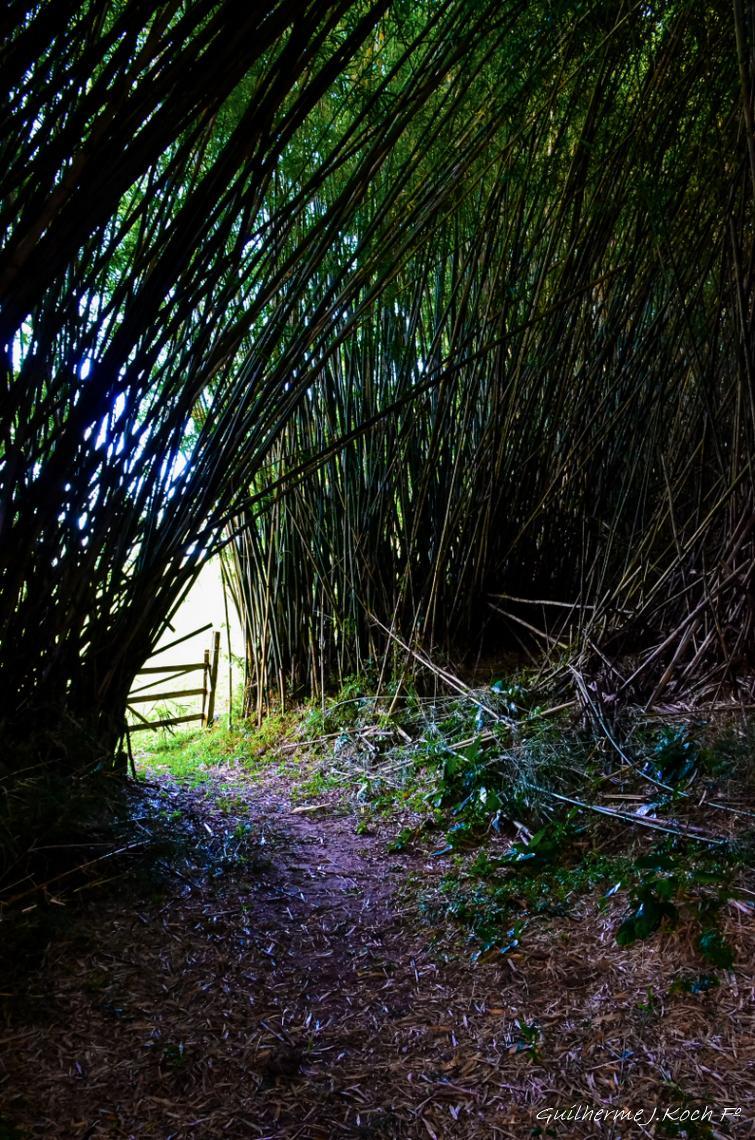 tags: natureza,verde,bambual,porteira,brasil

