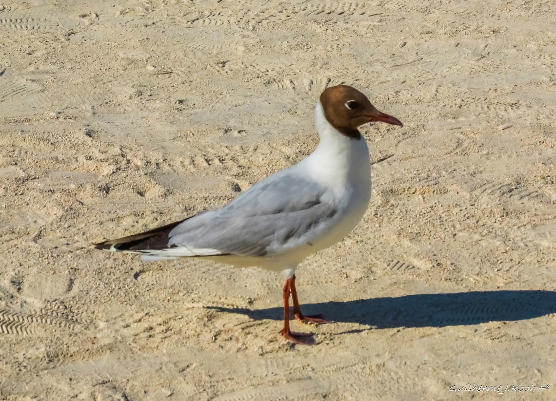 tags: 

Jardins do Louvre, Paris