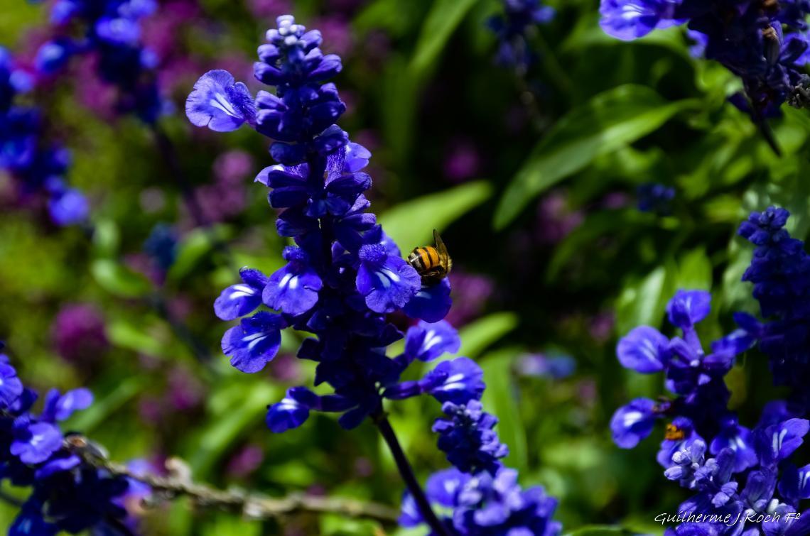tags: Parque,Flores,natureza,colorido

Parque das Lavandas - Gramado RS