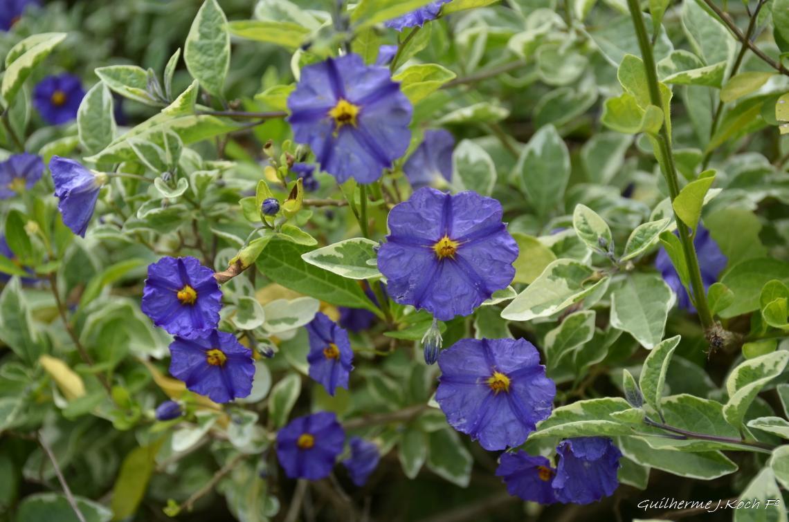 tags: Parque,Flores,natureza,colorido

Parque das Lavandas - Gramado RS