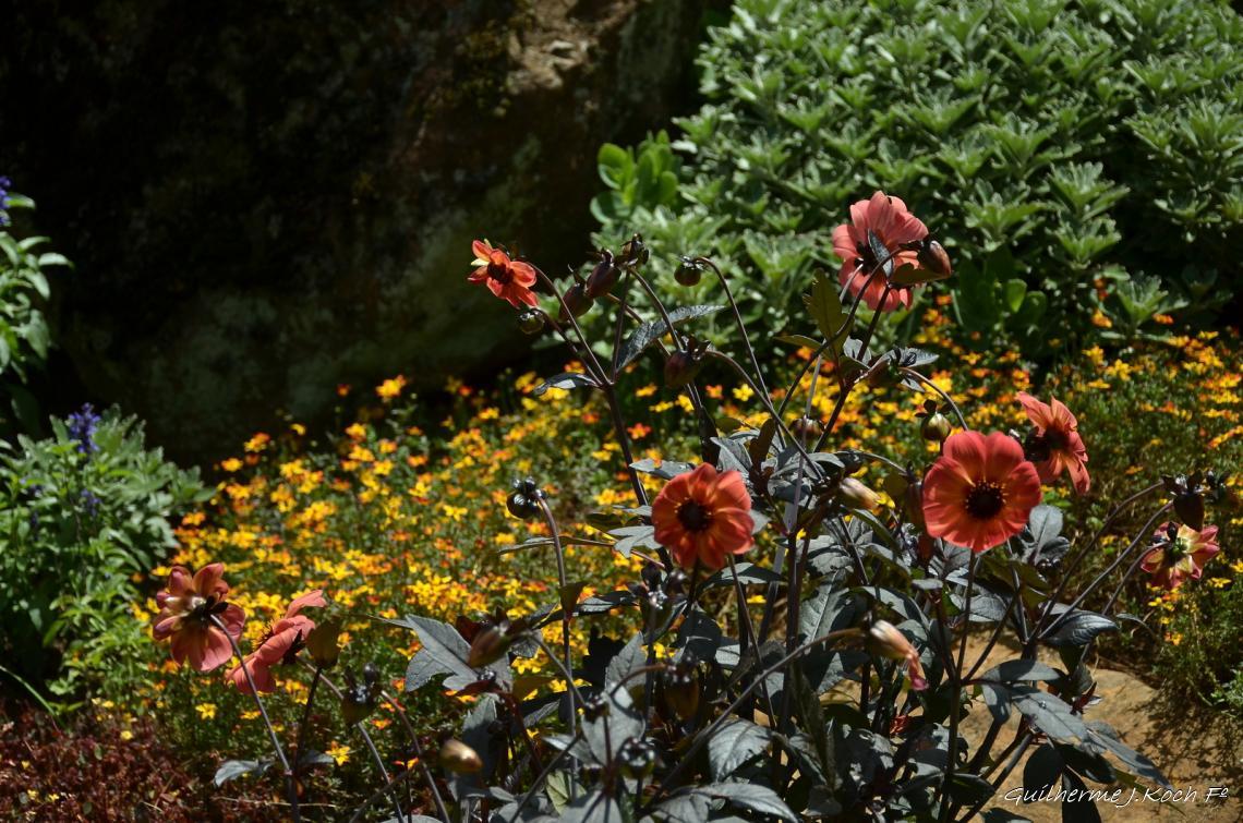 tags: Parque,Flores,natureza,colorido

Parque das Lavandas - Gramado RS