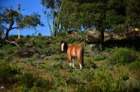 tags: chácara,natureza,campo,paisagem,cavalo

Chácara do forte - Caçapava do Sul - RS - Brasil