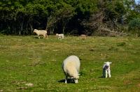 tags: campo,ovelha

Rincão do Inferno - Caçapava do Sul - RS - Brasil