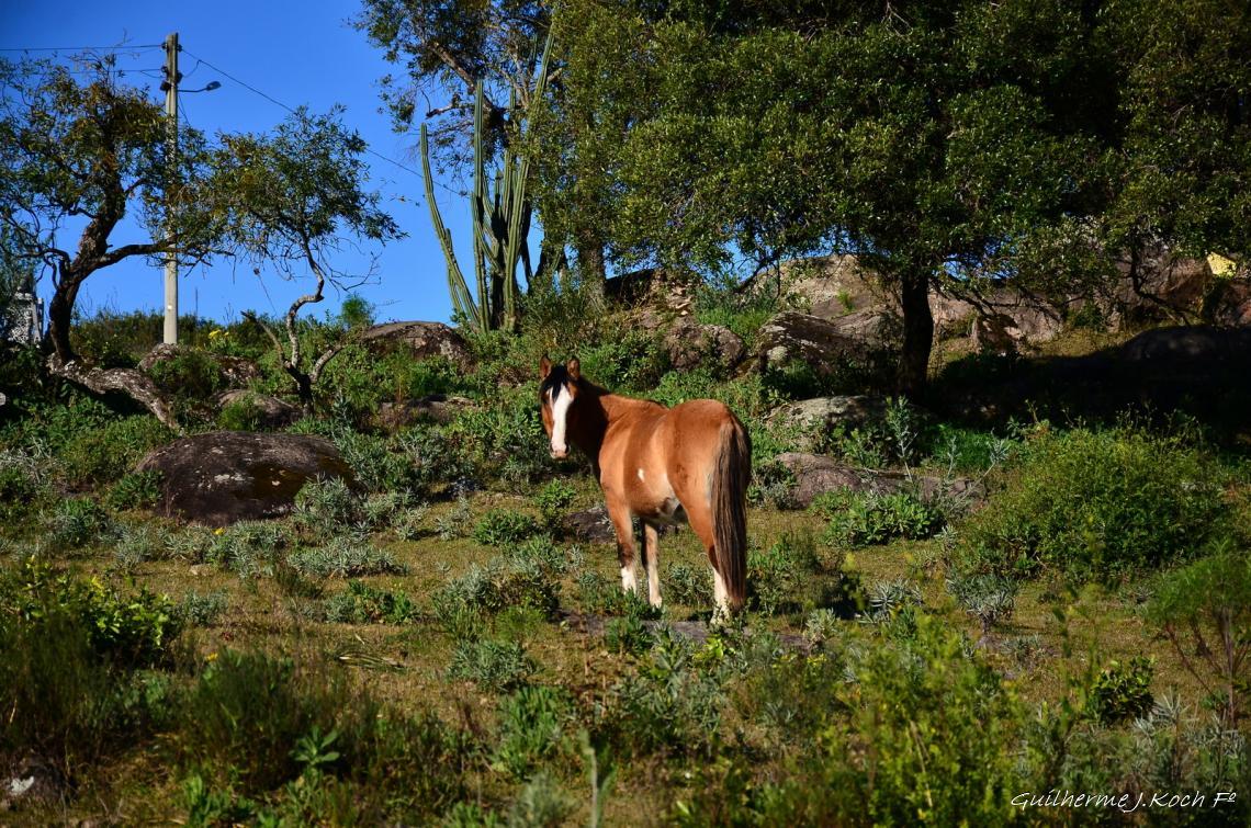 tags: ch&aacute;cara,natureza,campo,paisagem,cavalo

Ch&aacute;cara do forte - Ca&ccedil;apava do Sul - RS - Brasil