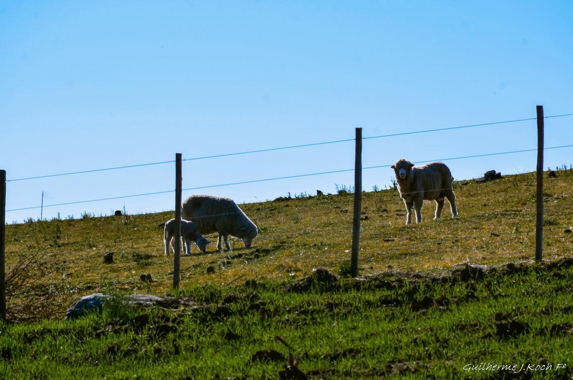 tags: ch&aacute;cara,natureza,campo,paisagem,ovelh

Ch&aacute;cara do forte - Ca&ccedil;apava do Sul - RS - Brasil