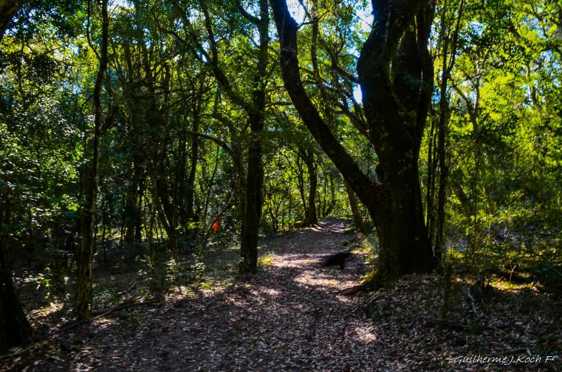 tags: natureza,paisagem,mata

Ch&aacute;cara do forte - Ca&ccedil;apava do Sul - RS - Brasil