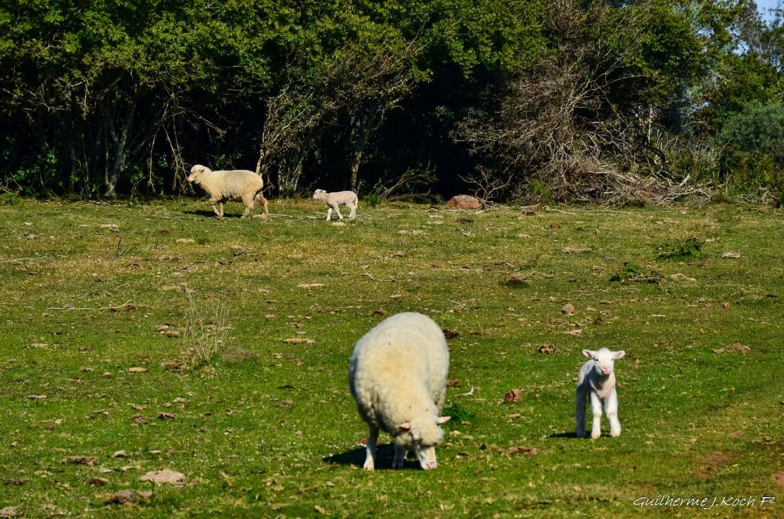 tags: campo,ovelha

Rinc&atilde;o do Inferno - Ca&ccedil;apava do Sul - RS - Brasil