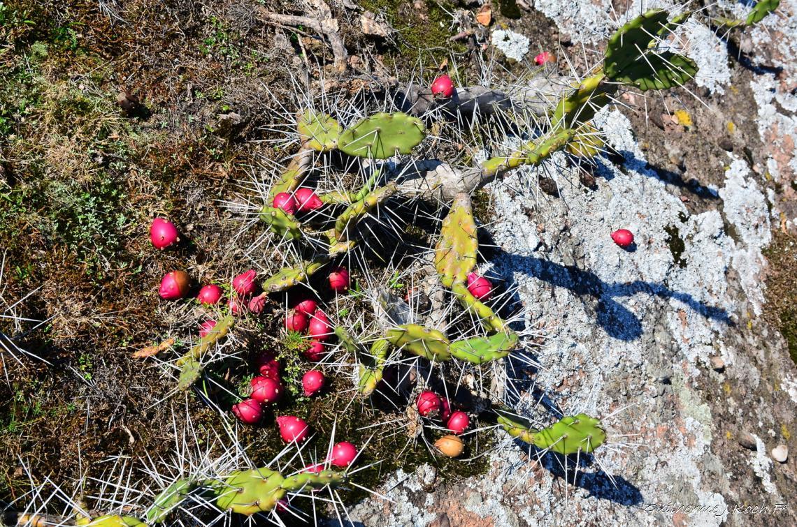 tags: natureza,plantas,cactus

Rinc&atilde;o do Inferno - Ca&ccedil;apava do Sul - RS - Brasil