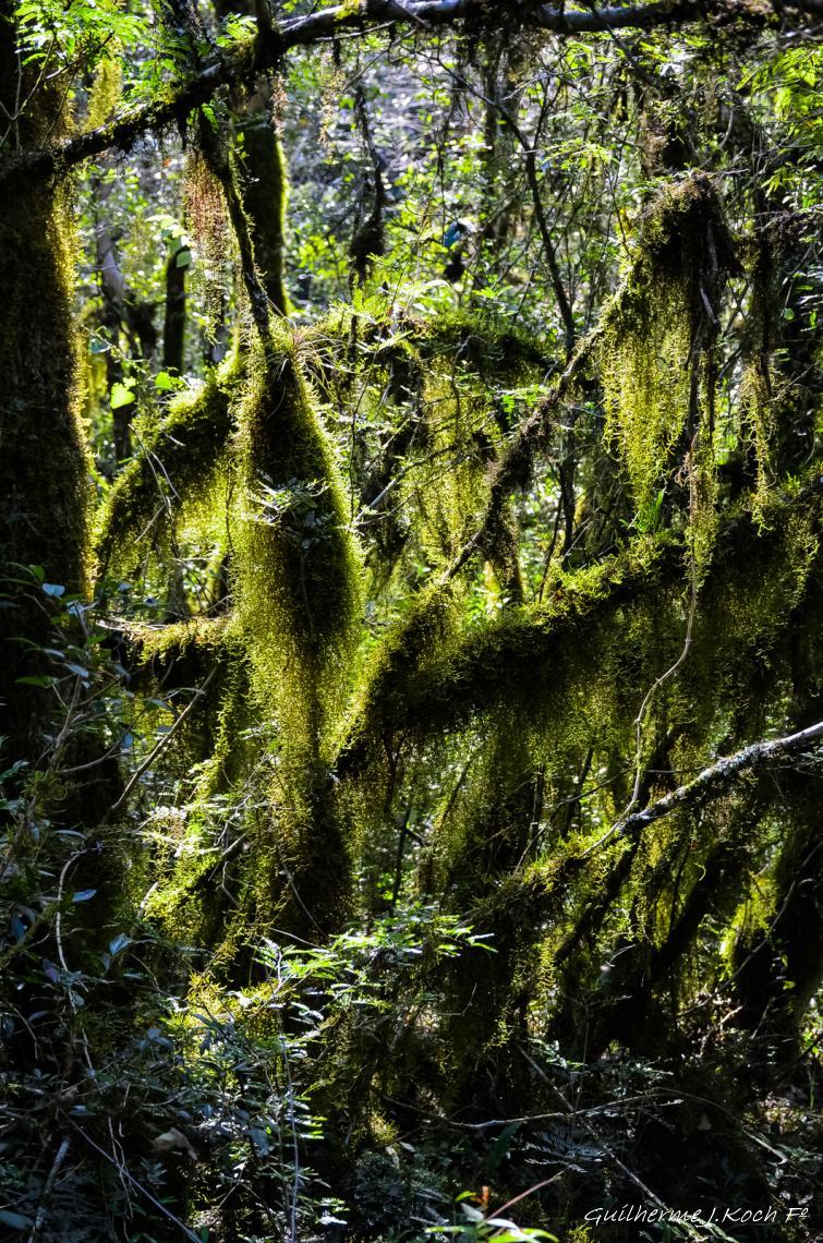 tags: paisagem,natureza,floresta,mata,liquens

Parque Natural M. Pedra do Segredo - Ca&ccedil;apava do Sul - RS - Brasil