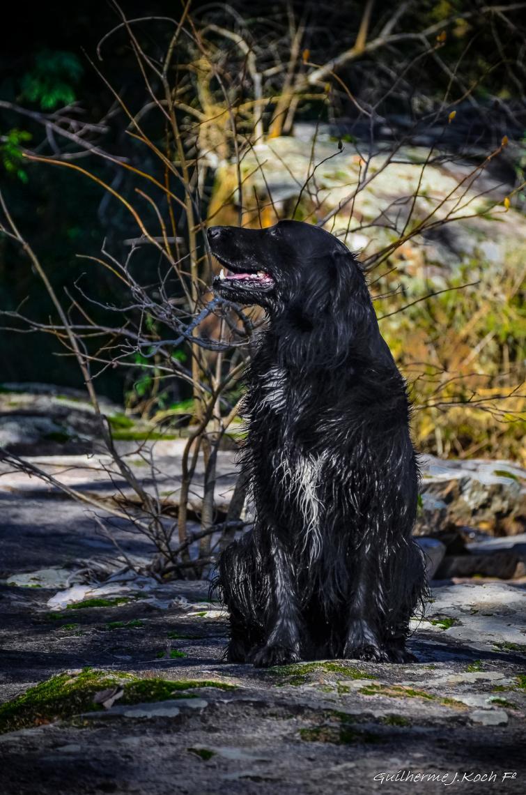tags: natureza,paisagem,mata,cachorro

o Pretinho da Ch&aacute;cara do forte - Ca&ccedil;apava do Sul - RS - Brasil