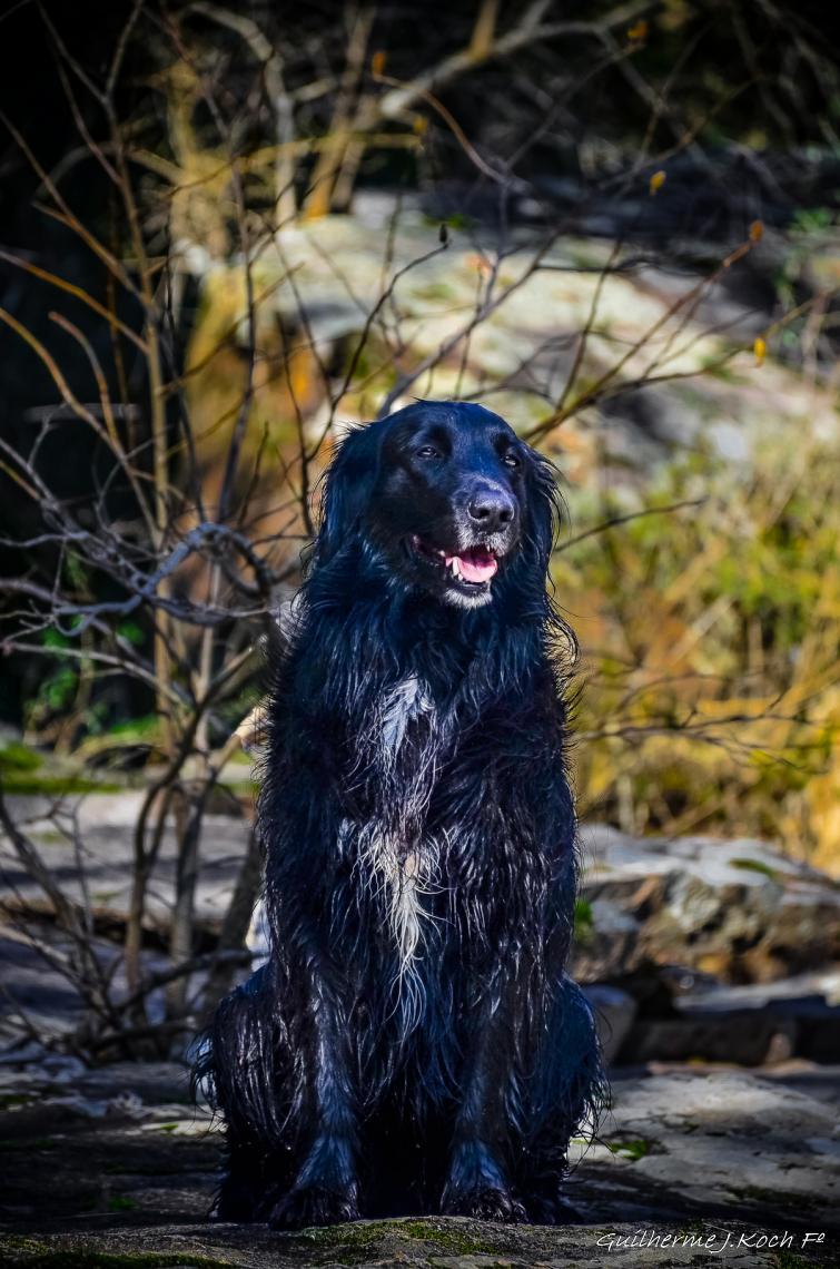 tags: natureza,paisagem,mata,cachorro

o Pretinho da Ch&aacute;cara do forte - Ca&ccedil;apava do Sul - RS - Brasil