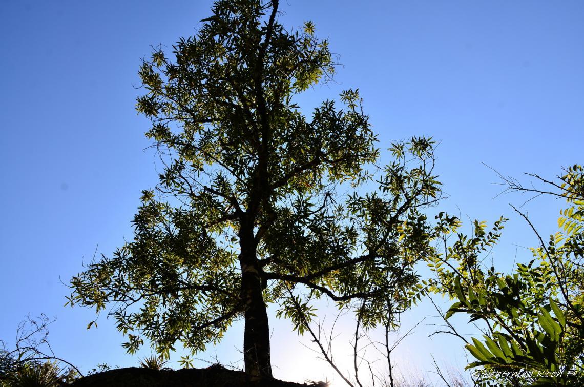 tags: natureza,paisagem,mata,morros

Rinc&atilde;o do Inferno - Ca&ccedil;apava do Sul - RS - Brasil