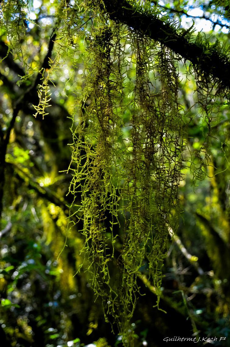 tags: paisagem,natureza,floresta,mata,liquens

Parque Natural M. Pedra do Segredo - Ca&ccedil;apava do Sul - RS - Brasil